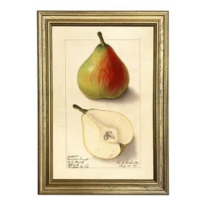 Pear "Lawson Comet" Botanical Framed Print