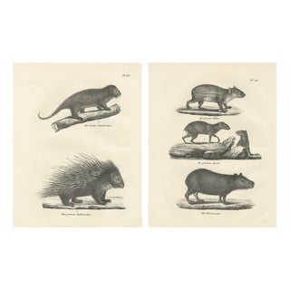 After Schinz, Porcupine, Agouti & Tapir, 1830, Lithographs, Set of 2 For Sale