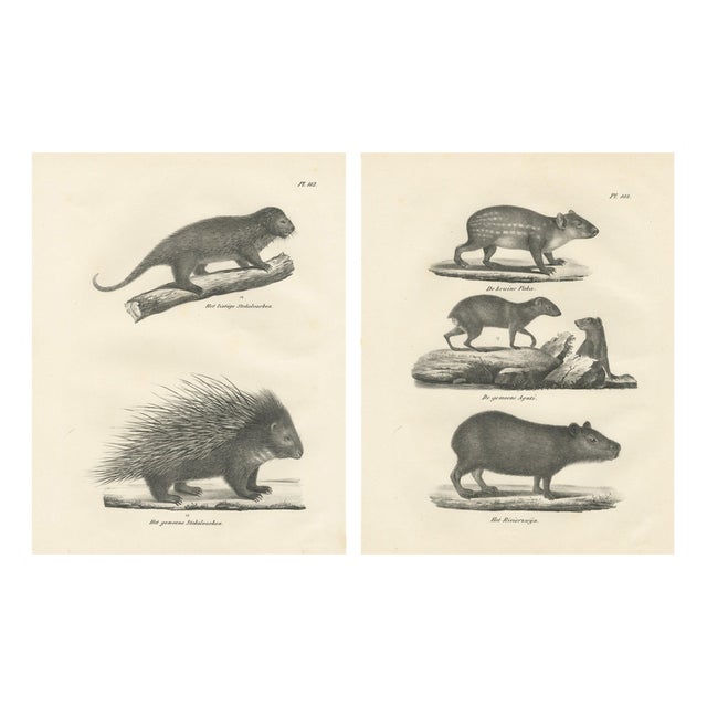 After Schinz, Porcupine, Agouti & Tapir, 1830, Lithographs, Set of 2 For Sale