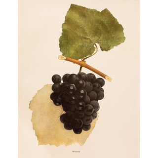 1900s U. P. Hedrick, Original Antique Photogravure of Wilder Grapes For Sale