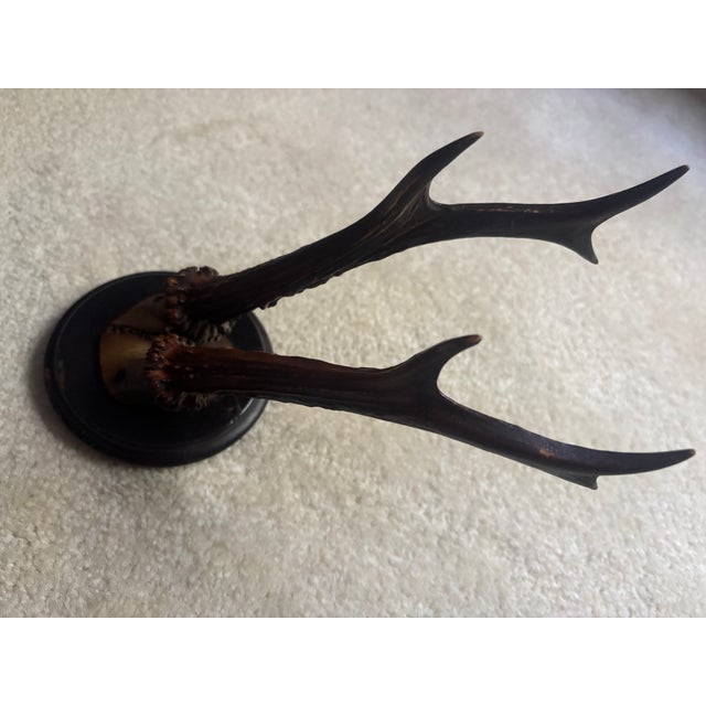 Brown Mounted Roe Buck Antlers, Set of Five For Sale - Image 8 of 16