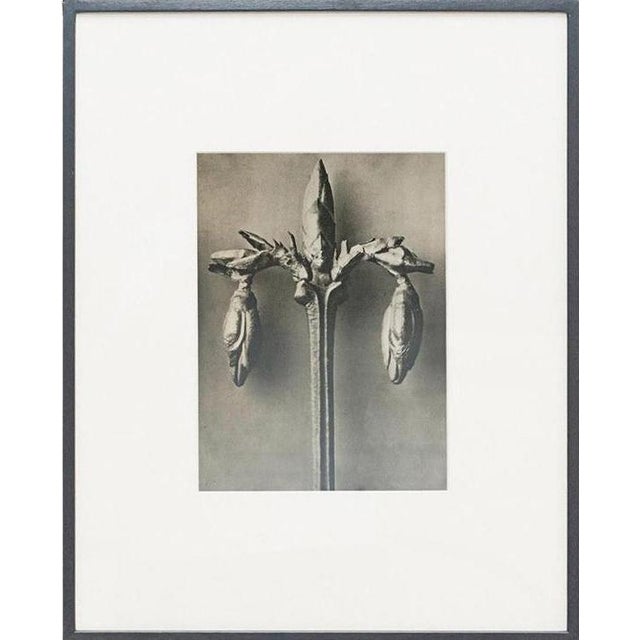 Karl Blossfeldt, Black and White Botanical Image, 1942, Photogravure, Framed For Sale - Image 16 of 16