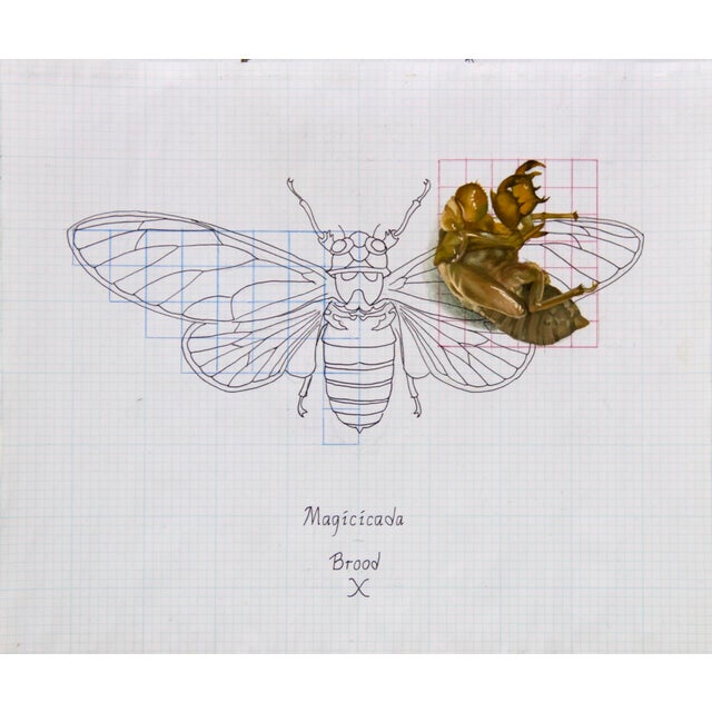 The artwork features a meticulously rendered cicada, blending pencil and ink with an oil-painted element that adds depth...