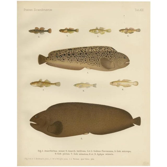Spotted Wolffish and Broadhead Wolffish and Gobies, 1895, Paper For Sale - Image 10 of 10