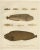Spotted Wolffish and Broadhead Wolffish and Gobies, 1895, Paper For Sale - Image 10 of 10