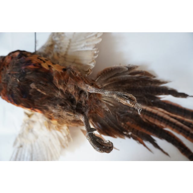 Animal Skin Taxidermy Pheasant in Mid Flight For Sale - Image 7 of 11