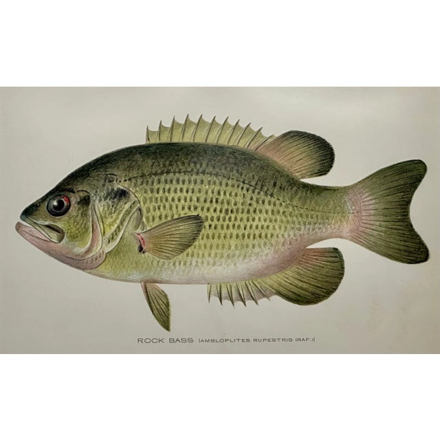 Original chromolithograph of Rock Bass by Sherman Foote Denton for the New York Forest, Fish and Game Commission, 1903....
