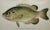 Original chromolithograph of Rock Bass by Sherman Foote Denton for the New York Forest, Fish and Game Commission, 1903....