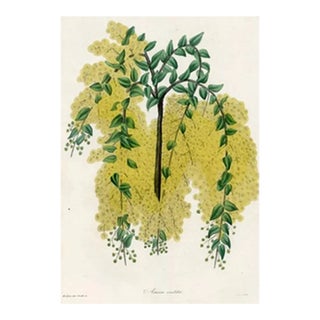 1836, Weeping Acacia Botanical Print From Joseph Paxton, Antique Hand-Colored Lithograph, England For Sale
