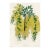 1836, Weeping Acacia Botanical Print From Joseph Paxton, Antique Hand-Colored Lithograph, England For Sale