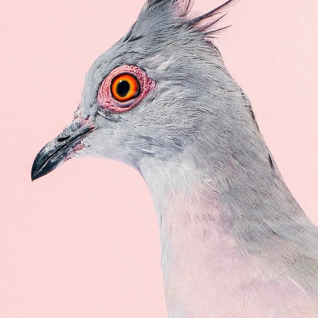 Contemporary Contemporary Limited Edition Crested Pigeon Print (32x40") by Brendan Burden For Sale - Image 3 of 4