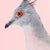 Contemporary Contemporary Limited Edition Crested Pigeon Print (32x40") by Brendan Burden For Sale - Image 3 of 4