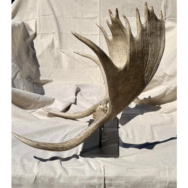 2020s Large Double Mounted Moose Paddle/Antler For Sale - Image 5 of 9