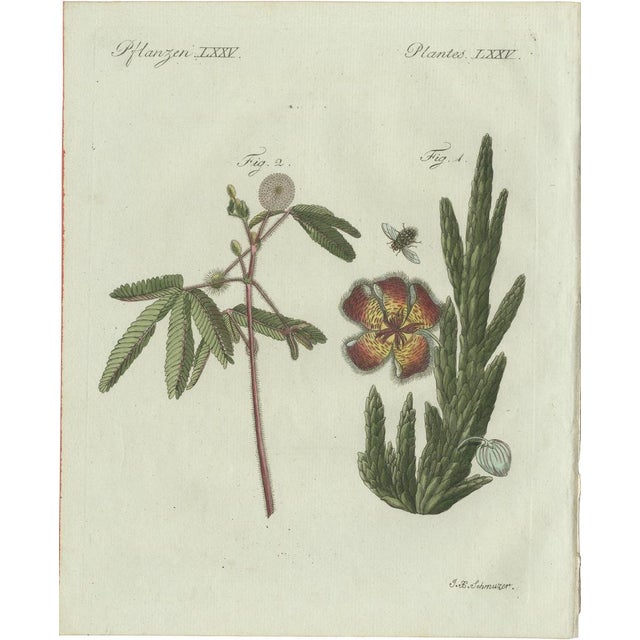 Bertuch, Carrion Flower and Mimosa, 1805, Engraving For Sale - Image 10 of 10