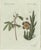Bertuch, Carrion Flower and Mimosa, 1805, Engraving For Sale - Image 10 of 10