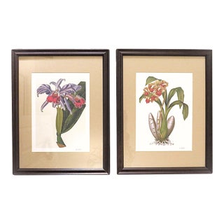 Pair of Botanical Orchids Framed Lithographs Prints Still Life Floral Flowers For Sale