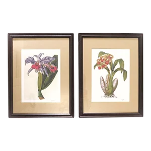 Pair of Botanical Orchids Framed Lithographs Prints Still Life Floral Flowers