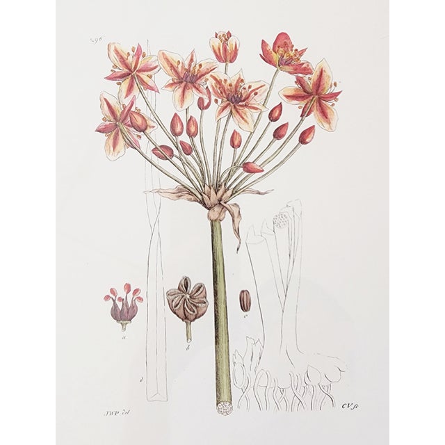 Wood Botanical Prints by Shadow Catchers-Set of 4 For Sale - Image 7 of 17
