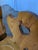 Vintage Tyrolean Wooden Heart Cut-Out Backrest Farmhouse Chair, 1970s, Set of 3 For Sale - Image 6 of 18