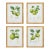 Fruit Study, Set Of 4 For Sale