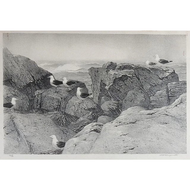 Paper Stow Wengenroth Great Black Back Gulls Massachusetts Lithograph For Sale - Image 7 of 7