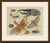 This antique insect print shows a Hercules beetle, a lantern fly, a mantis, a grasshopper, a cicada and a cockchafer with...