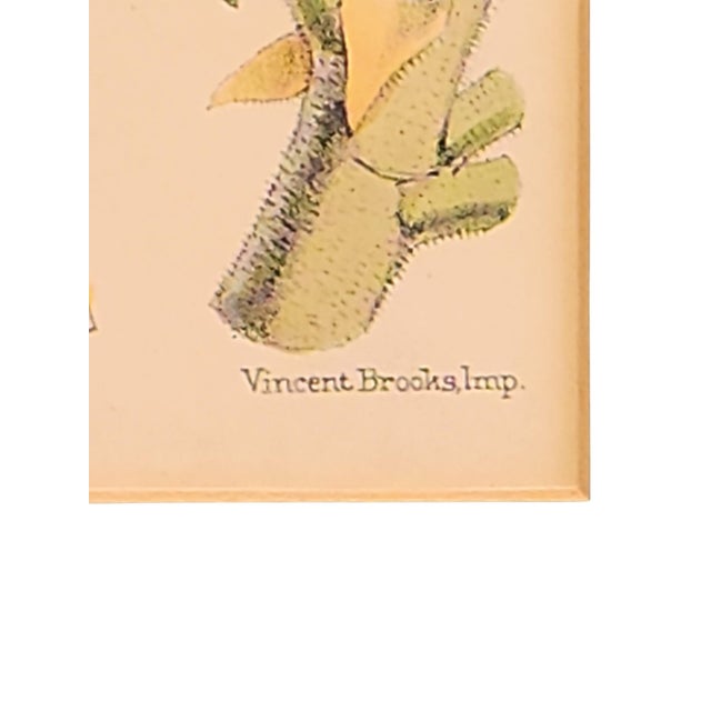 Printmaking Materials Walter Hood Fitch and Louis Van Houte 19th Century Botanical Print For Sale - Image 7 of 9