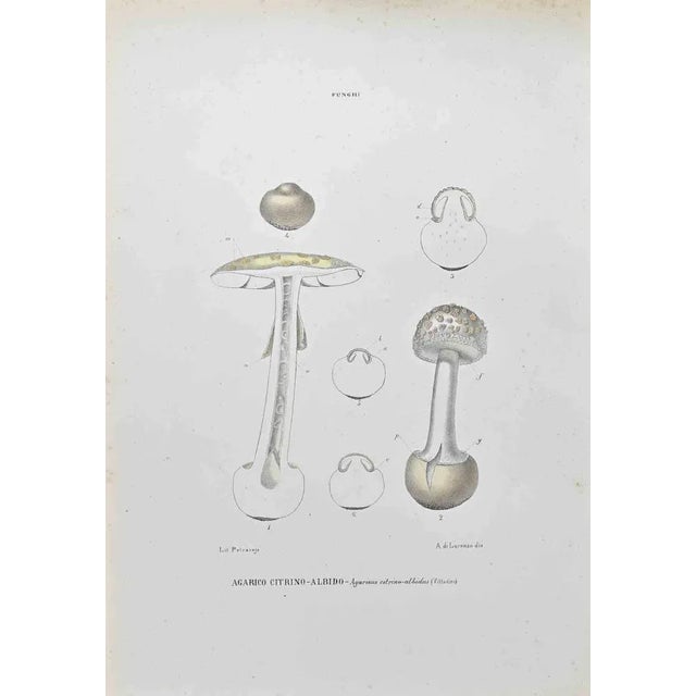 Lithograph hand watercolored. Belongs to the Series "Atlante di Botanica popolare ossia Illustrazione di Piante Notevoli...