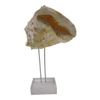 Specimen Shell on Lucite Stand For Sale