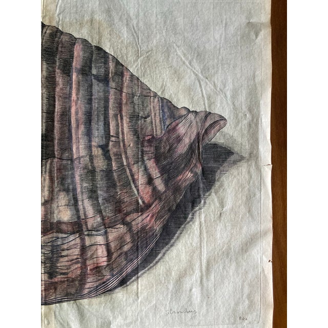 Authentic Set of Two 18th Century Hand Painted Engravings of Mollusks. For Sale In West Palm - Image 6 of 9