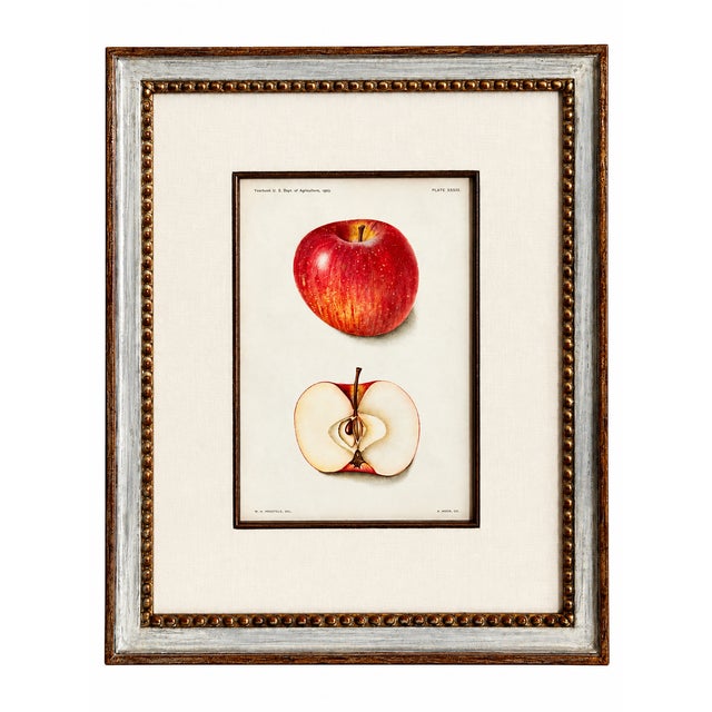Original Antique 1903 Usda York Imperial Apple Chromolithograph | Lyons Ltd. Provenance | Armand Lee Custom Framing | Bertha Heiges For Sale - Image 15 of 16