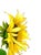 ‘Yellow Sunflower’ watercolor painting professional Giclee print. Approximately 9 x 12 inches. Unframed . The copyright is...