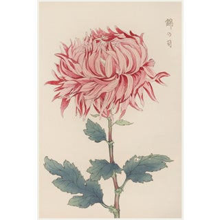 Pink Mum, Vintage Japanese Botanical Art Print, 12" X 18" For Sale