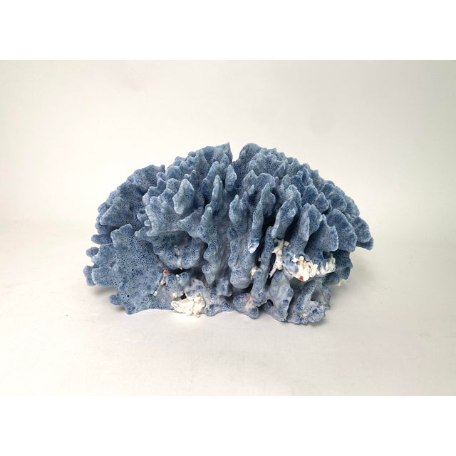 Natural Blue Coral Specimen Coastal Decor For Sale In Los Angeles - Image 6 of 8