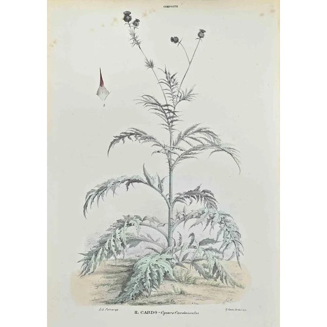 Lithograph hand watercolored. Belongs to the Series "Atlante di Botanica popolare ossia Illustrazione di Piante Notevoli...