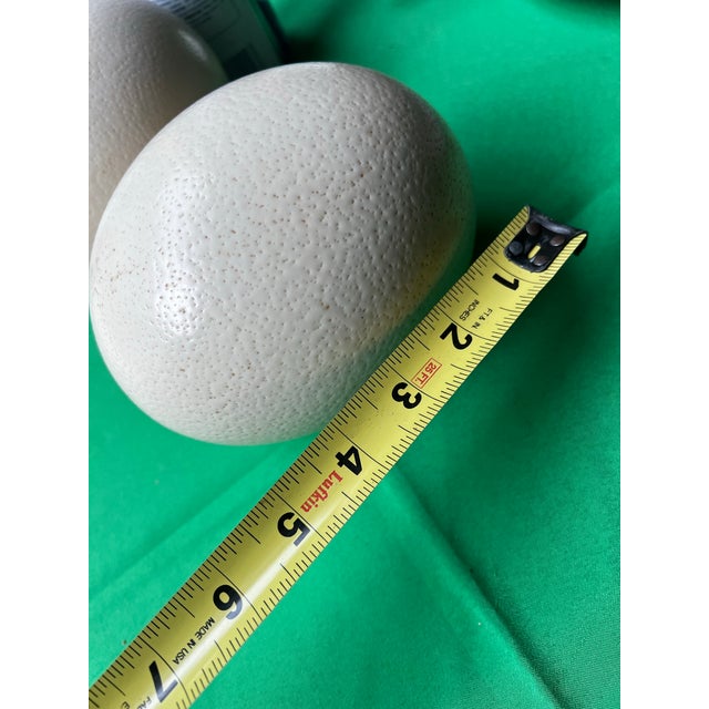 Safari Large Pair of Authentic Ostrich Eggs For Sale - Image 3 of 9