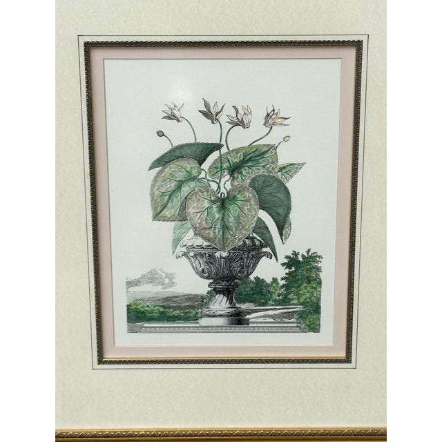 Beautiful vintage framed print. Features an intricately detailed cyclamen flower print in a light pink color. Beautifully...