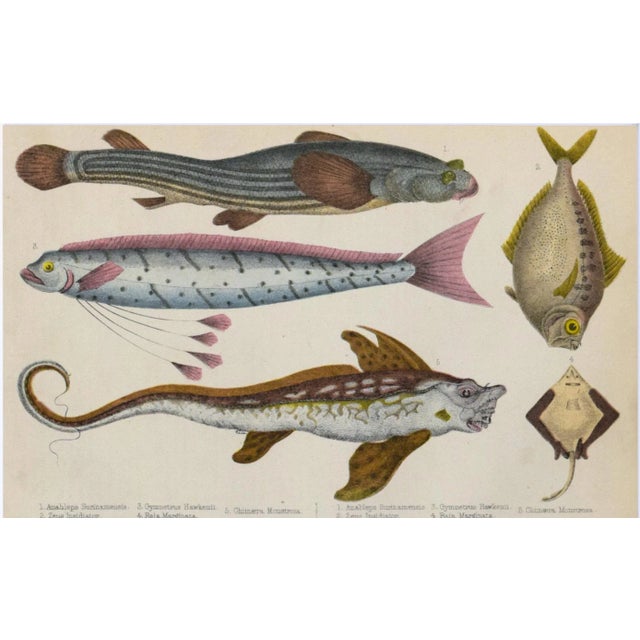 19th Century Antique English Hand Colored Fish Engraving For Sale - Image 4 of 5