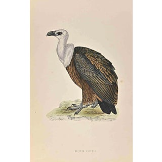 Alexander Francis Lydon, Griffon Vulture, Woodcut Print, 1870 For Sale