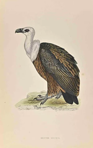 Alexander Francis Lydon, Griffon Vulture, Woodcut Print, 1870