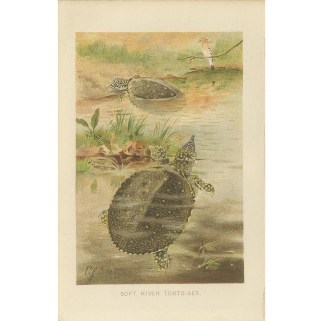 P. J. Smit, Soft River Tortoises, 1895, Lithograph For Sale - Image 9 of 9
