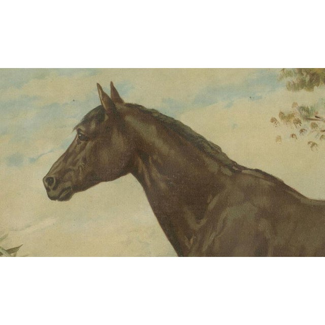 After Otto Eerelman, Australian Horse, 1898, Lithograph on Paper For Sale - Image 4 of 9