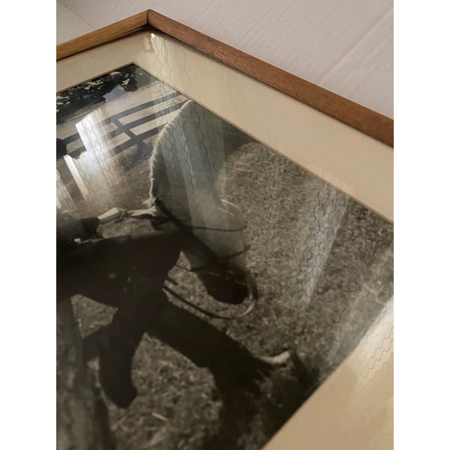 Vintage Mid-Century Equestrian Art: Framed Portrait Attributed to Carol Hofmann Thompson, u.s. Equestrian Team For Sale - Image 9 of 10