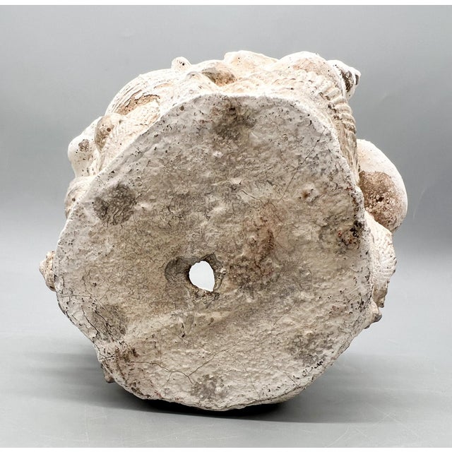 Vintage Coquillage Cast Concrete Shell Planter - Coastal, Grotto, Organic Modern, Architectural, European Cottage For Sale - Image 10 of 10