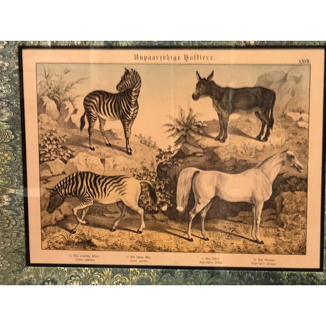 Set of Nine Gotthilf Von Schubert Natural History Chromolithographs For Sale - Image 13 of 17
