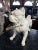French Antique French Bulldog Sculpture | Early 20th Century Plaster & Metal Figure, Circa 1910–1920 For Sale - Image 3 of 12