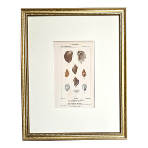 Antique French Print Hand Colored Engraving of Sea Shells by Turpin Paris 1816