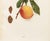 1900s U. P. Hedrick, Original Antique Photogravure of Smock Peaches For Sale - Image 4 of 7