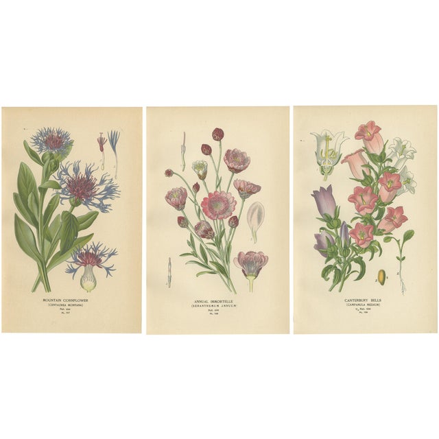 Cornflower and Immortelle and Canterbury Bells, 1897, Paper, Set of 3 For Sale