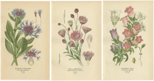 Cornflower and Immortelle and Canterbury Bells, 1897, Paper, Set of 3